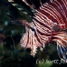 lionfish_common_nus_h_0705_png1913.jpg